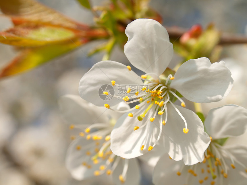 春日的苹果树枝繁茂园艺水果花序蓝色叶子季节雌蕊花瓣晴天生长图片