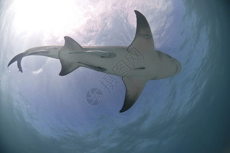 中美洲地区自下自上捕食者白色软肋地区鲨鱼海洋虎鲨背景