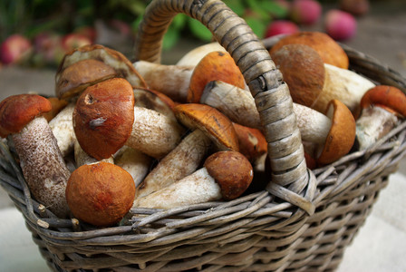 带蘑菇的篮子收成美食食物饮食背景图片