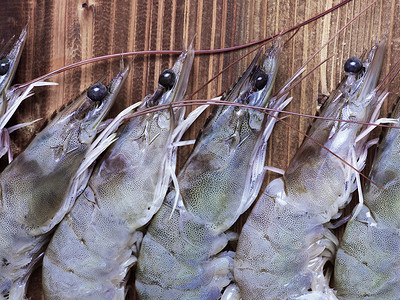 灰虾动物贝类甲壳对虾食物海鲜甲壳类水平背景图片