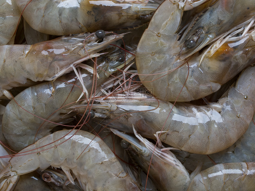 灰虾对虾食物水平甲壳甲壳类海鲜动物贝类图片