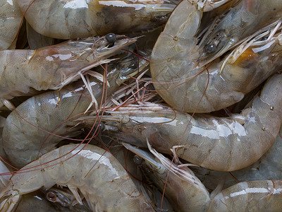 灰虾对虾食物水平甲壳甲壳类海鲜动物贝类背景图片