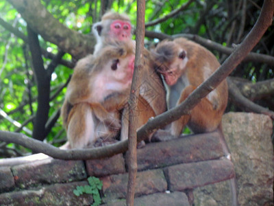 家门猴背景图片