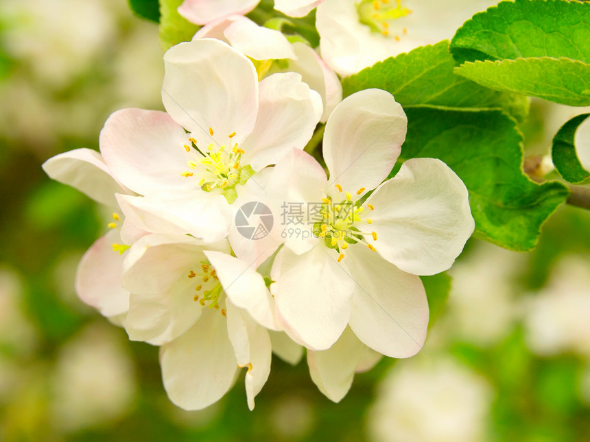 春日的苹果树枝繁茂雌蕊样本工作室生长宏观园艺花园苹果树植被食物图片