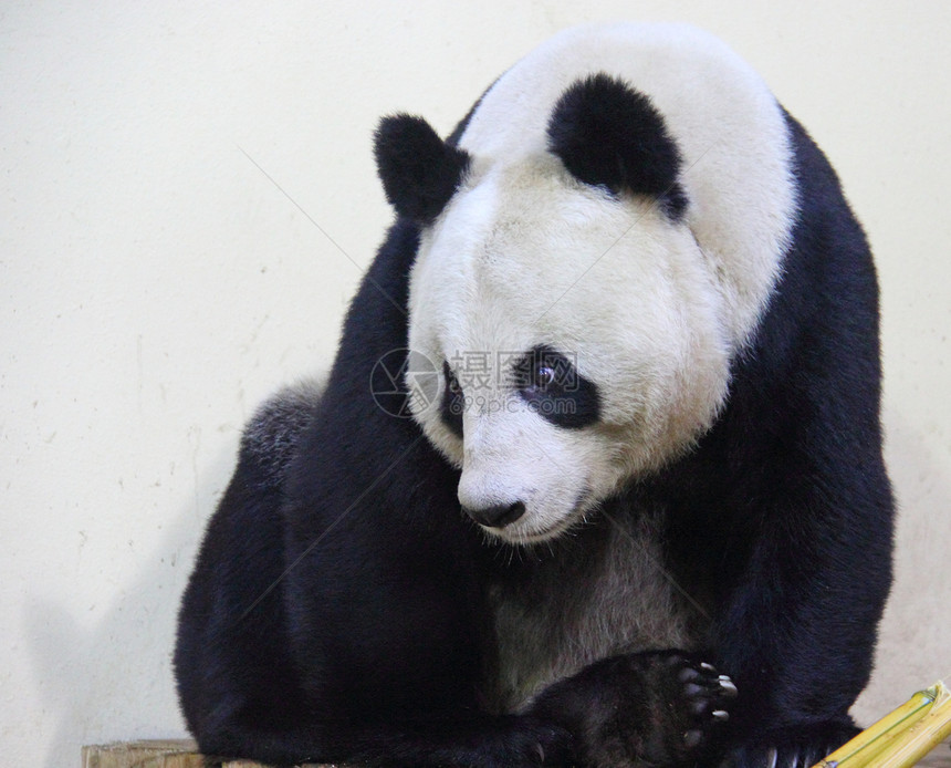 巨熊熊猫黑色动物园哺乳动物女性白色图片