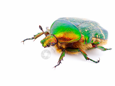 公鸡切绿色宏观害虫漏洞白色甲虫昆虫荒野背景图片