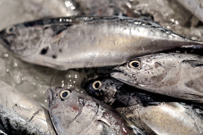 鱼对象条纹石油健康食物海鲜价格海洋钓鱼摄影图片