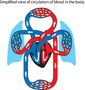 血氧仪分发流通插图医疗运输呼吸科学动脉二氧化碳生理红色生物学插画