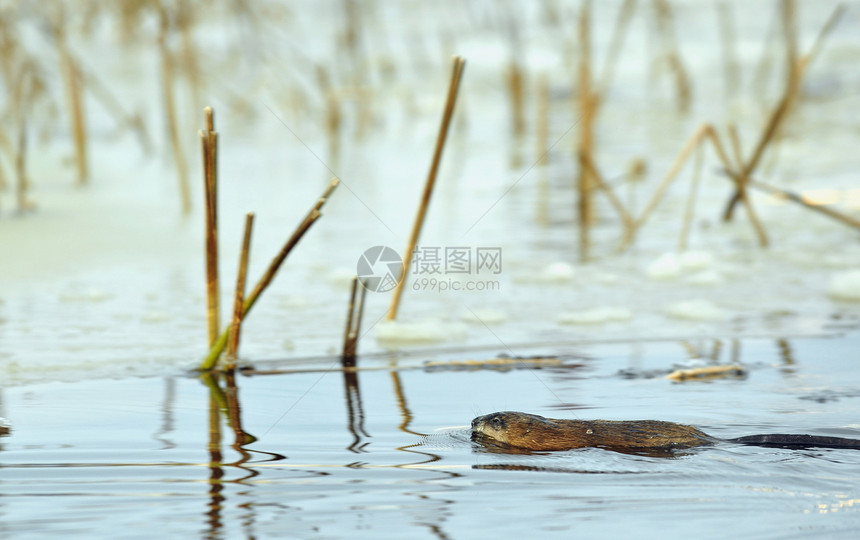 游泳鼠季节紫菜生物学沼泽野生动物日落动物群栖息地哺乳动物荒野图片