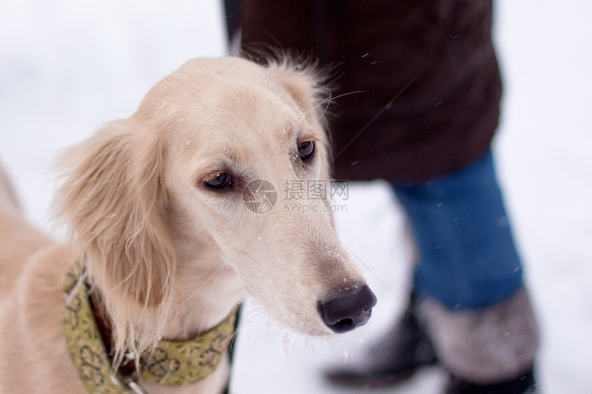 雪中小狗狗水平衣领棕色食肉猎犬小狗白色宠物动物黑色图片