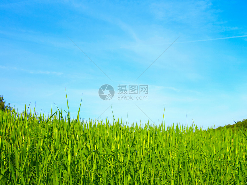 蓝天上的绿地文化场地蓝色植物天空农场草本植物地平线土地绿色图片