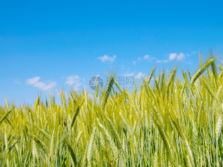 蓝天小麦收获蓝色收成晴天生长农民农村核心场地生产农场图片
