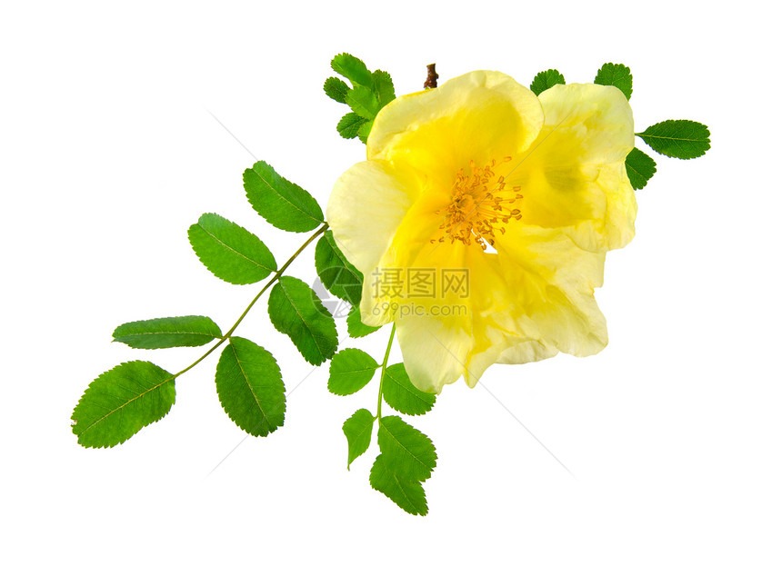 罗莎卡尼娜Rosa Canina乡村绿色季节黄色白色医疗植物药品叶子玫瑰图片