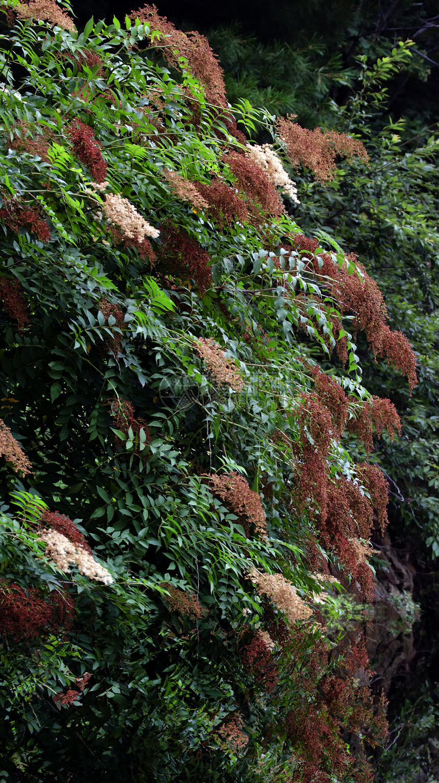 在中国青柳山悬崖上 美丽的野花风景棕色草本绿色山脉花朵白色植物图片