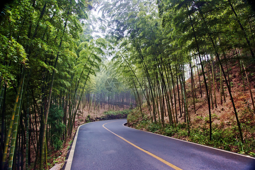 中国四川四川竹波海竹布森林景观中国四川旅游绿色竹子生态图片