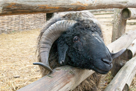黑山羊家畜羊毛图片素材