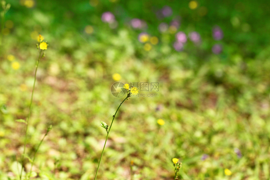 黄色花本背景植物群花园花坛植物学生长花瓣草本植物礼物场地太阳图片