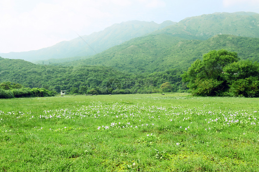 有奶牛的草原牧羊人动物奶制品爬坡阳光农田农民农场干草建筑图片