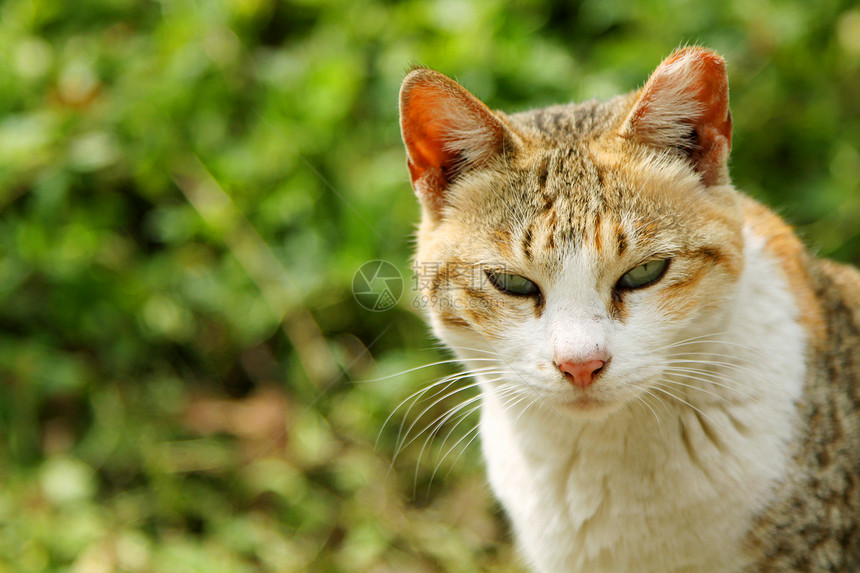 一只猫在看图片