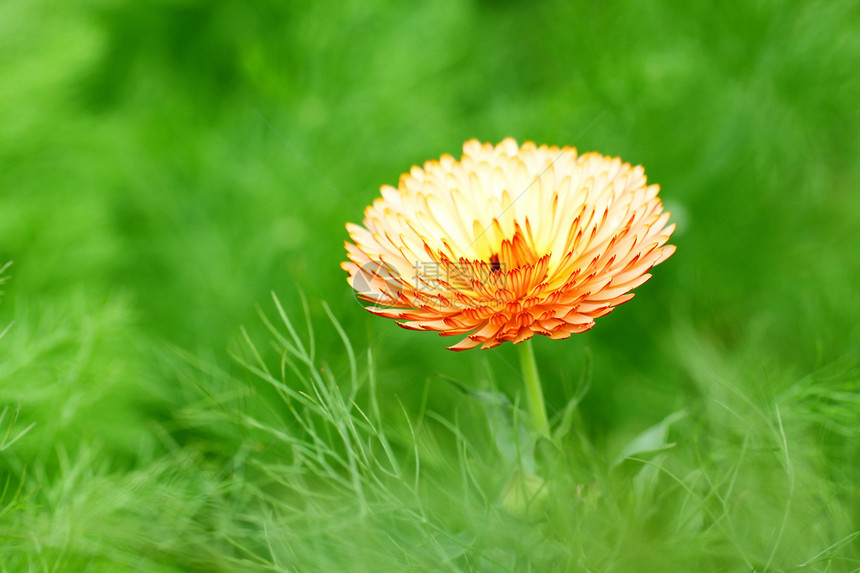 橙色春花图片