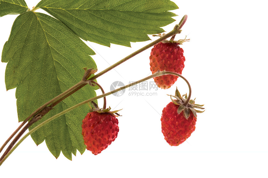 野草莓荒野甜点植物宏观浆果水果食物红色叶子绿色图片
