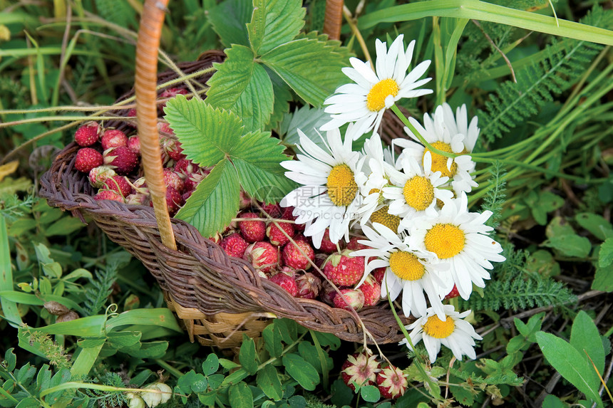 木草草莓浆果荒野白色绿色木头食物水果甜点篮子图片