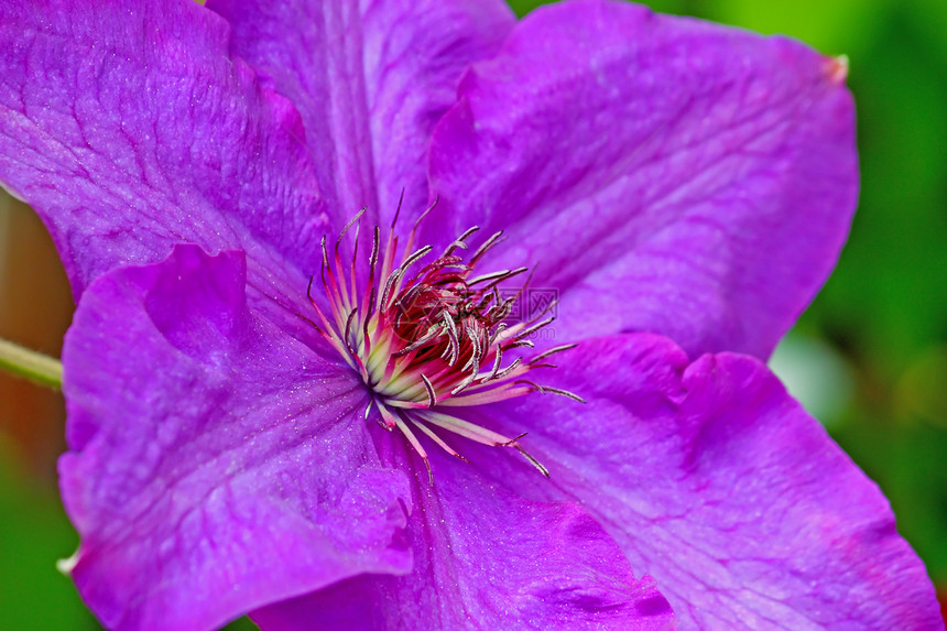 克莱玛蒂斯花朵植物花瓣植物群紫色白色叶子蓝色植物学绿色图片