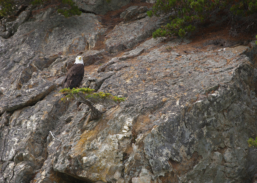 在靠近悬崖边缘的小树上望风的秃鹰图片