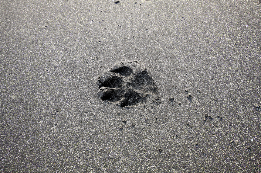 沙沙上的狗脚印印刷跑步踪迹宠物假期打印边界海洋反射犬类图片