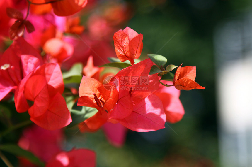阳光照耀下的阿扎莱亚宏观园艺花瓣天空灌木森林花朵植物群墙纸场地图片