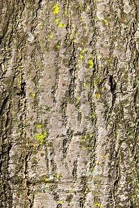 树树皮细节棕褐色皮肤粮食条纹植物群植物热带森林静脉花园背景图片