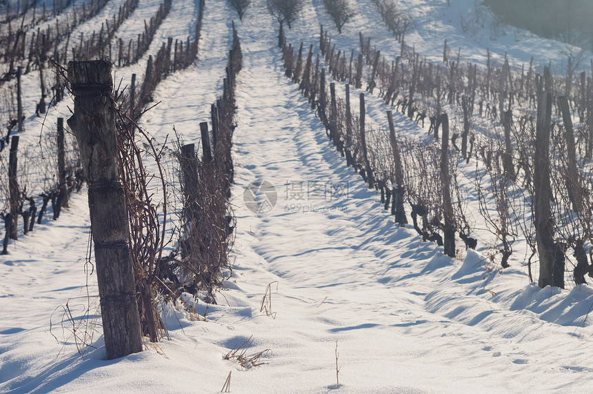 葡萄园中的雪农业农村季节白色木头乡村栽培国家藤蔓图片