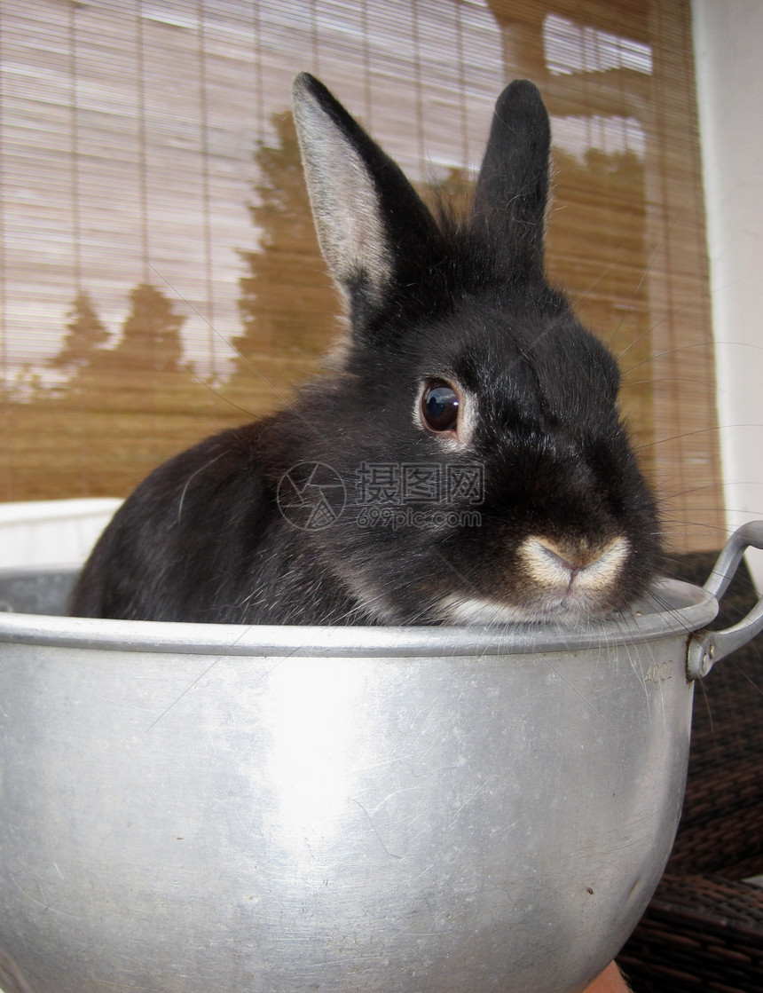 兔子兔黑色图片