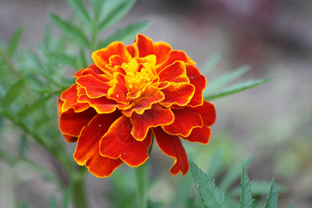 烧焦的橙色花背景图片