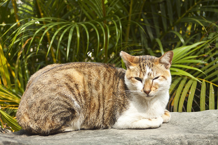 面部长斑一只猫躺在岩石上地面说谎动物哺乳动物晶须猫咪耳朵虎斑猫科眼睛背景