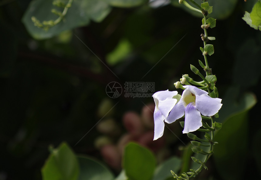 蓝调的葡萄花天空杂草蓝色黑藤大花黑色拇指喇叭藤蔓图片