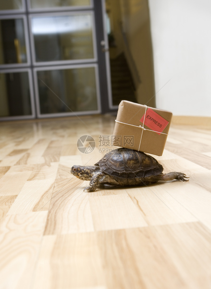 海龟运输宠物货物速度货运盒子船运动物集装箱乌龟图片