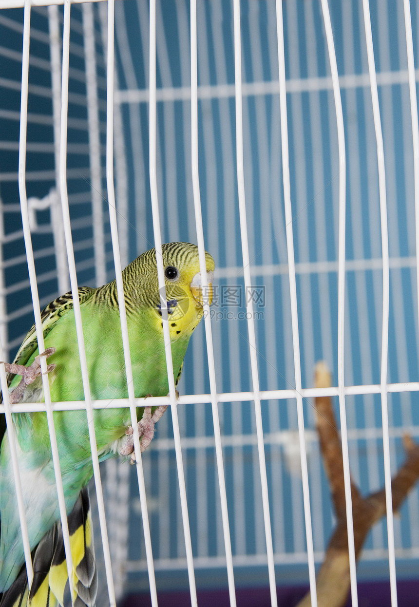 宠物鸟鹦鹉羽毛栖息脊椎动物家畜热带监狱黄色绿色颜色图片