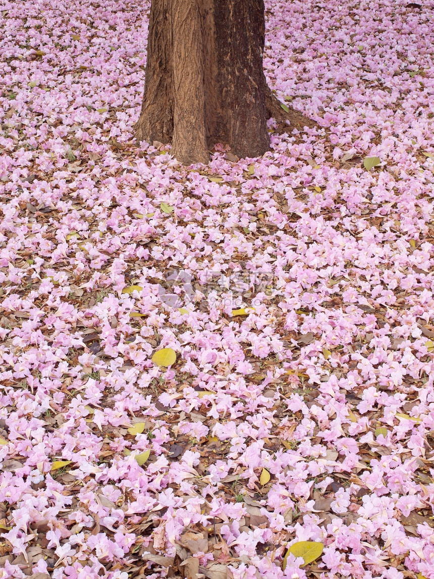 粉粉喇号树蔷薇国家粉色植物学树干喇叭地面烟草土壤公园图片