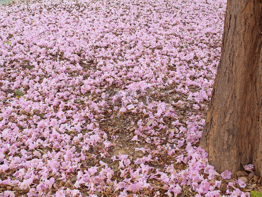 粉粉喇号树植物学树干环境农村地面公园喇叭植物蔷薇土地图片