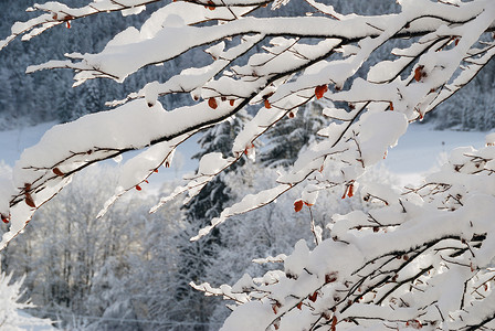 白雪覆盖的树乡村天空森林天气风景木头白色假期降雪季节背景图片