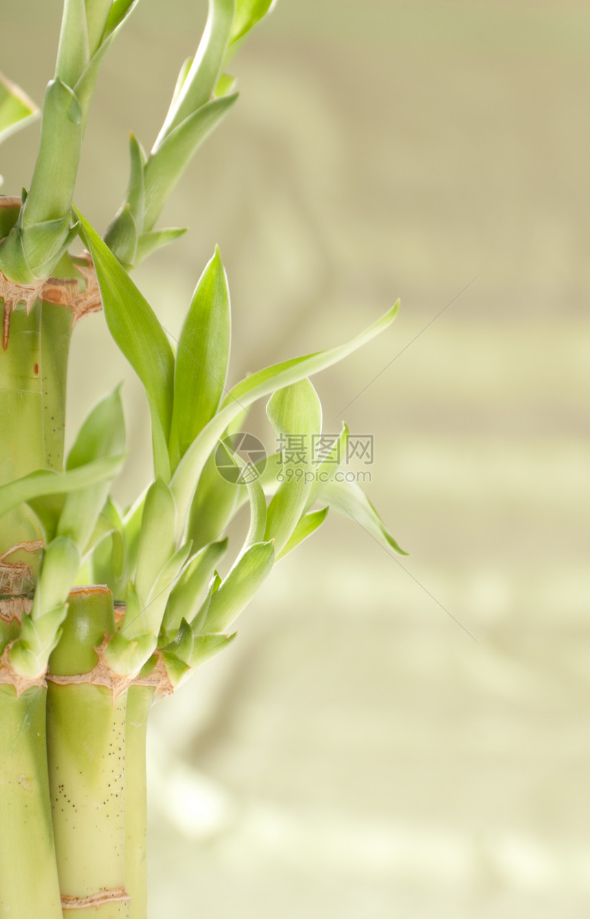 幸运竹竹厂繁荣活力植物群生长植物树叶手杖绿色财富运气图片