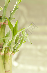 幸运竹竹厂繁荣活力植物群生长植物树叶手杖绿色财富运气背景图片