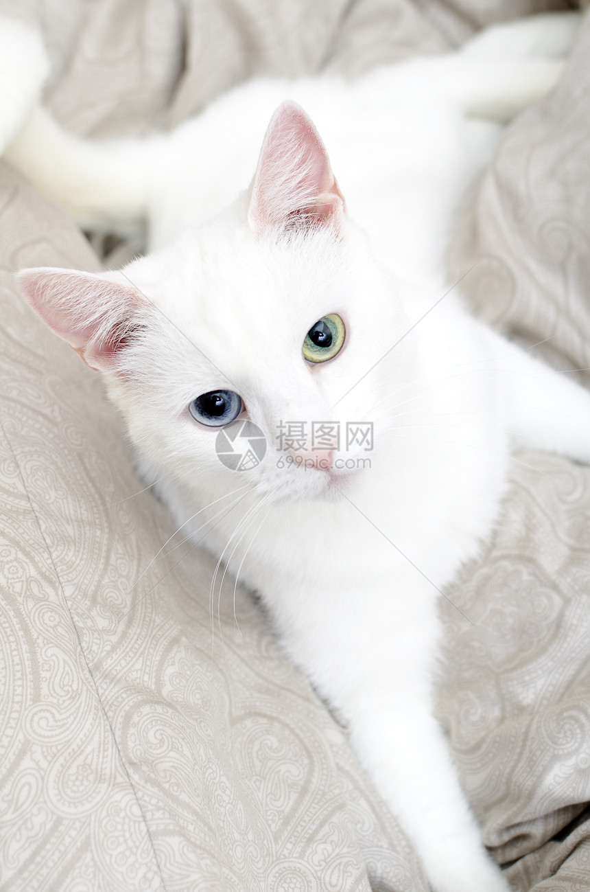 眼睛不同的白猫的肖像 蓝色和绿色头发动物白色猫科动物毛皮猫咪小猫图片