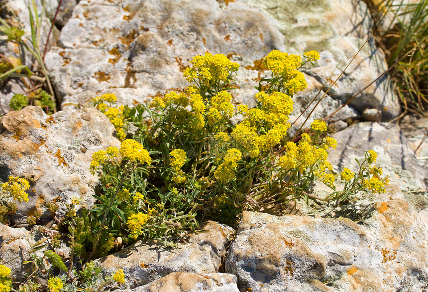 在石头上生长的黄黄色花朵叶子草本植物环境生活绿色野生动物黄色野花花岗岩活力图片