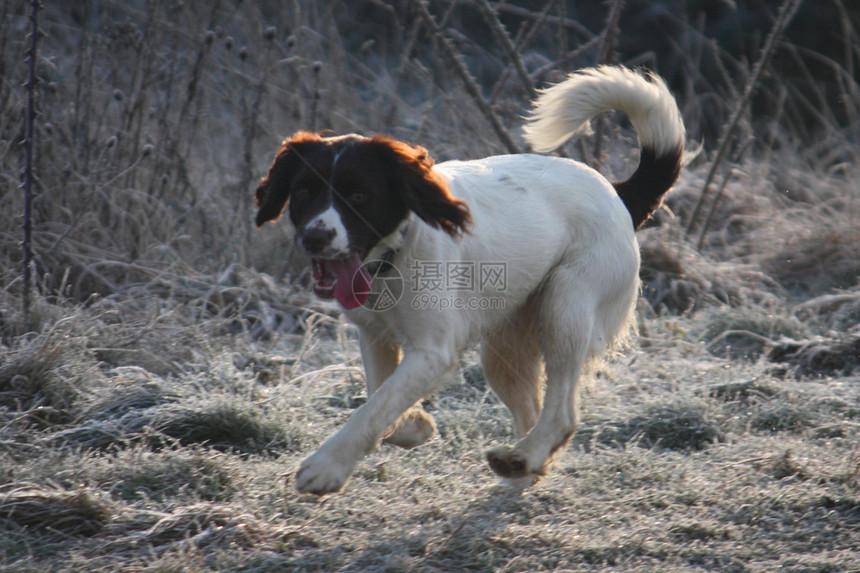 工作英语运行小狗小狗狗乐趣猎犬白色跑步图片