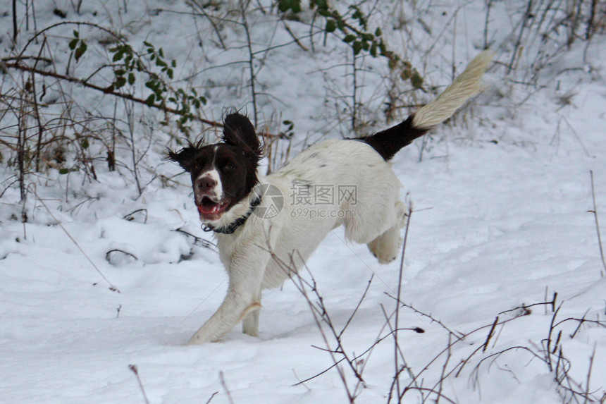 工作英语在雪中奔跑白色小狗狗小狗猎犬图片