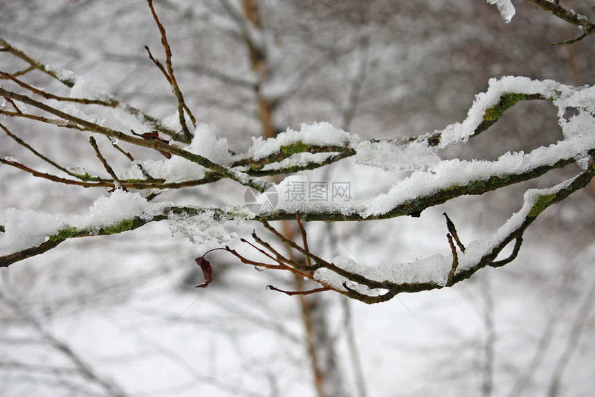 雪雪覆盖的枝叶寒冷树木木头农村图片