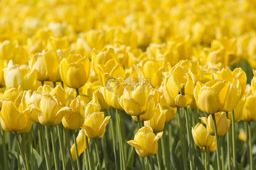 在荷兰有黄郁金香的春田宏观花园投标生长植物农场场地晴天花瓣季节图片