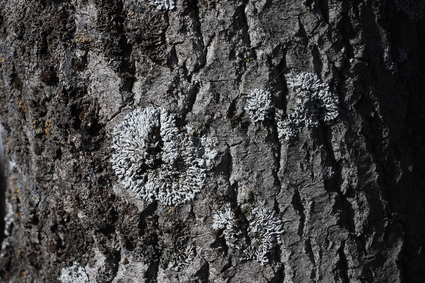 清树干苔藓森林植物群植物地衣灰色图片
